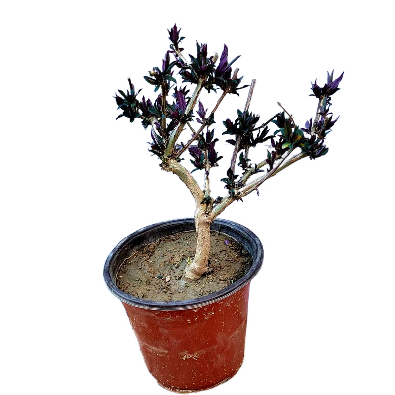 五彩红色金银花树苗带土球好活