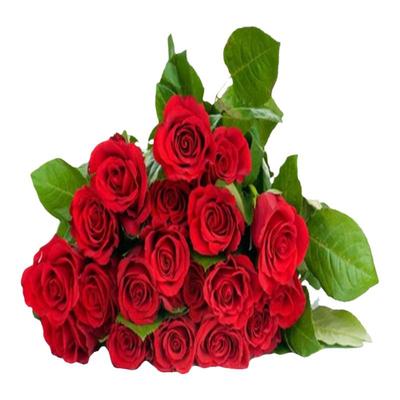 卡罗拉红色玫瑰月季花苗浓香大花多季开庭院阳台盆栽耐寒耐热切花