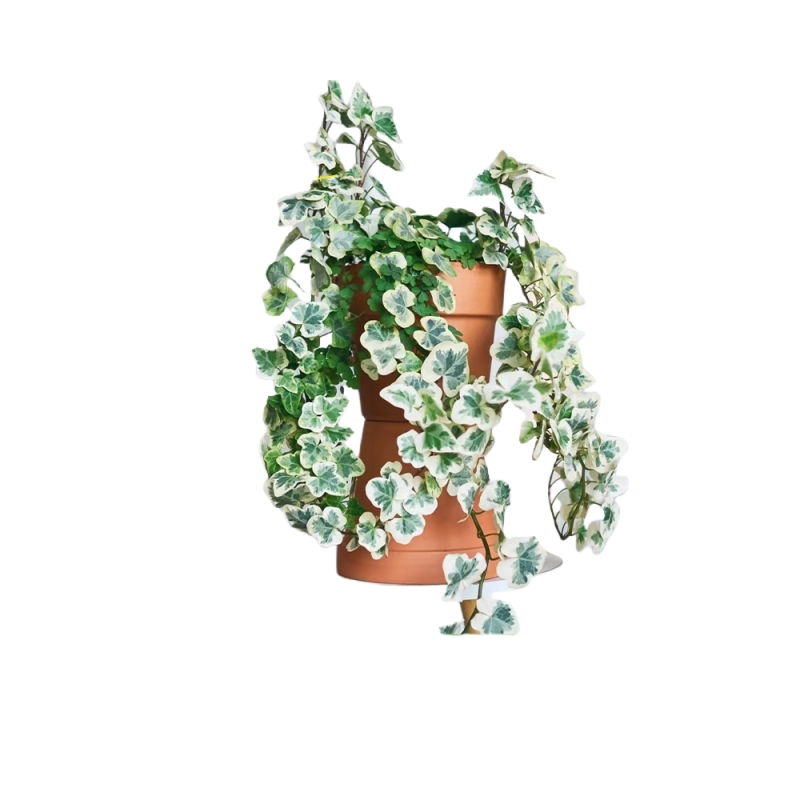 雪莹常春藤盆栽四季常青藤室内外好养活客厅阳台吊兰绿植爬藤植物