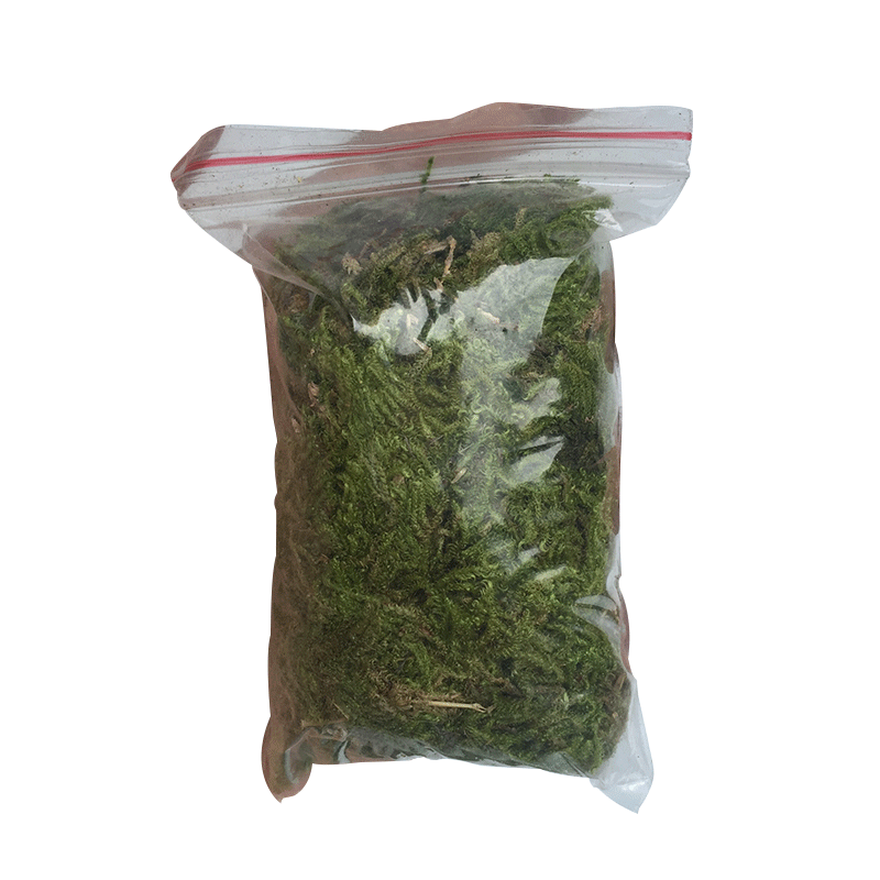 刘阁兰花苗 兰花专用苔藓 美观绿化水苔 花卉盆栽需备绿水草出售