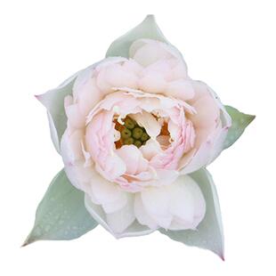 塔莎的花园碗莲睡莲盆栽中大型单复重瓣水培植物开花莲花荷花水生