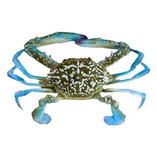 仿真兰花蟹梭子蟹模型假海鲜水产螃蟹大海蟹飞蟹模具仿真膏蟹公蟹