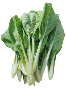 甜脆赤叶耐热四季播200g蔬菜种子