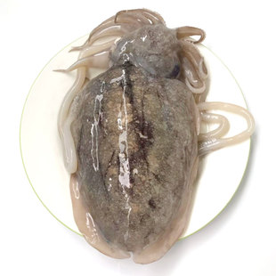 宁波石浦东海新鲜海鲜野生墨鱼 目鱼  花旗子乌贼鱼 1斤装2只内