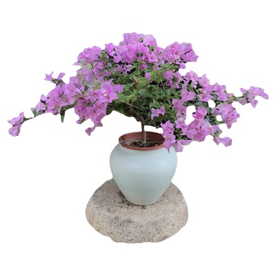 东篱小舍三角梅巴西紫多花软枝