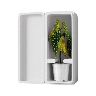 史丹利鳟鱼秋海棠盆栽竹节波点热带雨林乌头杂室内好养多年生植物