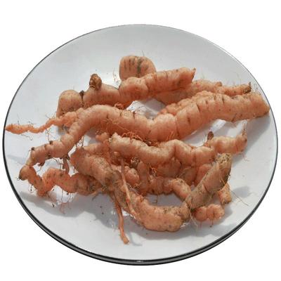 伏牛山生地黄现挖细新鲜