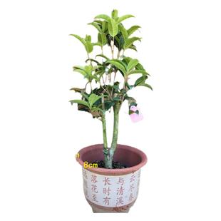 天香台阁黄金桂花每年开花期200天花味香浓黄色花15年淘宝老店