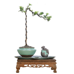 小叶雀舌罗汉松造型文人树盆景植物室内盆栽绿植玄关软装艺术装饰