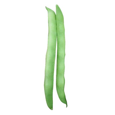 早熟无架矮生地豆种子不搭架四季豆籽阳台小院可盆栽种植蔬菜种子