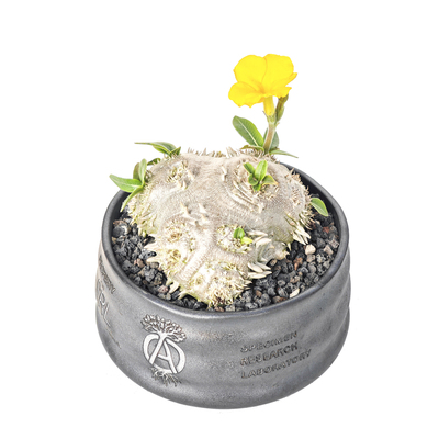 黄花惠比须笑盆栽块根多肉绿植