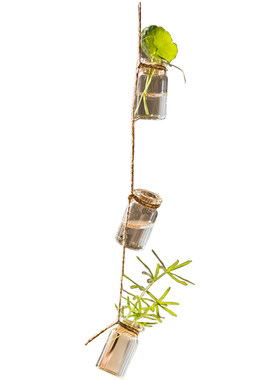 【掬涵】玻璃瓶串装饰水培植物