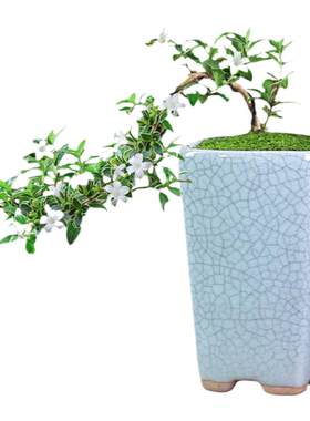 金边六月雪木本花卉飘枝造型