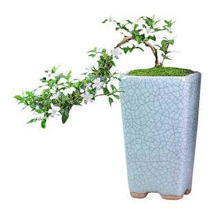 六月雪盆景迷你小植物室内盆栽办公室绿植花卉悬崖造型耐阴好养