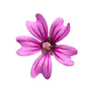 海棠花盆栽四季开花长寿花卉植物多色盆景室内室外阳台耐旱热销款