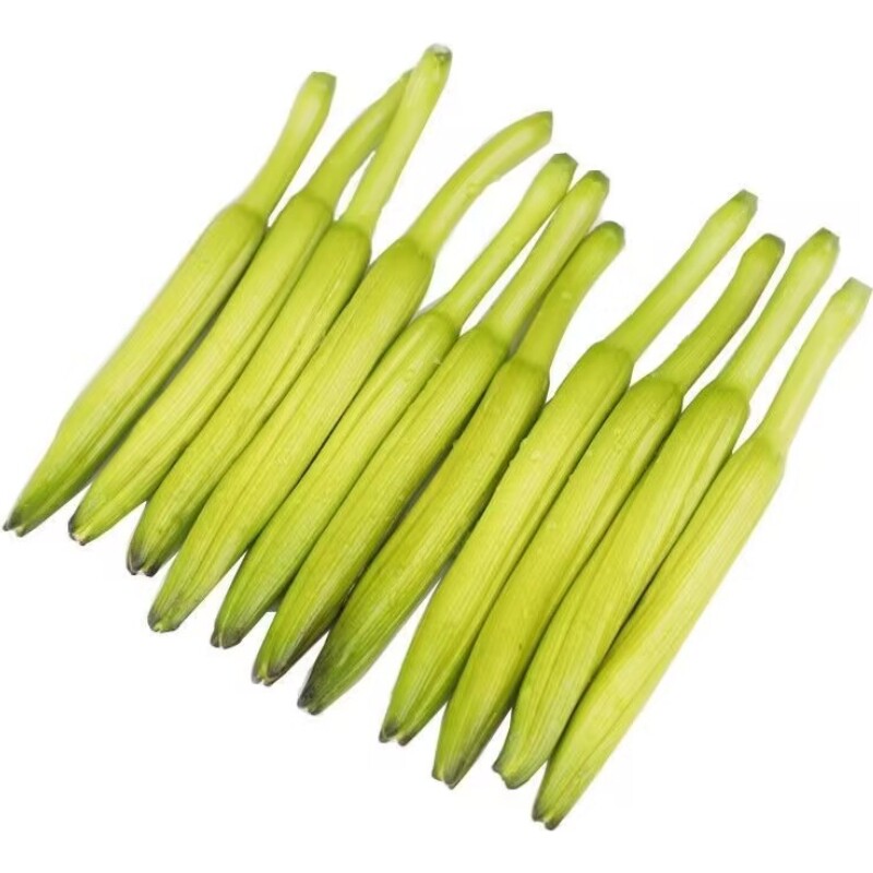 现摘新鲜黄花菜露天头茬金针菜