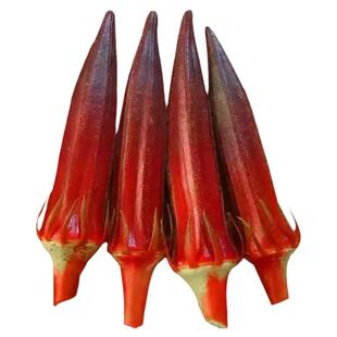 红黄秋葵秧子苗秧菜苗水果农家春季菜苗四季盆栽秋葵苗蔬菜孑苗秧