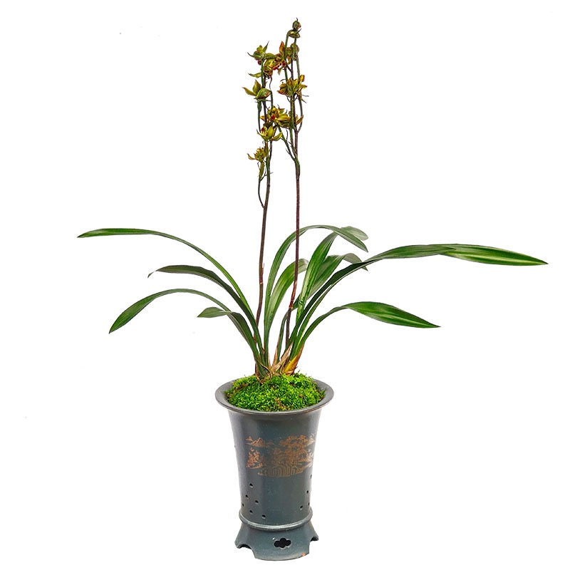 高端墨兰花苗奇花国香牡丹老种企黑四季建兰富山奇蝶带花浓香好养