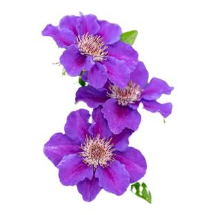 海蒂的花园旗舰店铁线莲花卉盆栽苗乌托邦银币爬藤植物阳台庭院