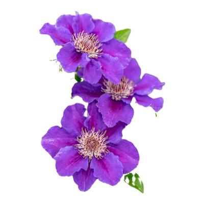 海蒂的花园铁线莲乌托邦爬藤植物