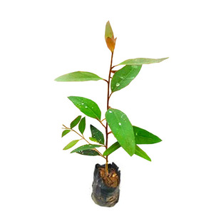 桉树苗正宗速生桉苗广29广9广26苗绿化造林木苗巨桉树常青耐寒