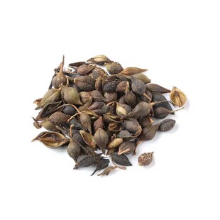 连翘苗山西药用高产大果连翘5号3号种苗卢氏青翘老翘经济果苗地栽