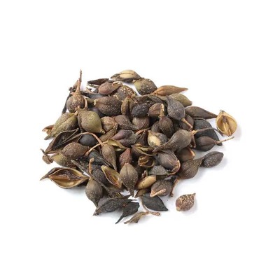 连翘苗山西高产药用5号连翘树苗