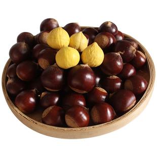 新鲜锥栗现摘生栗子建瓯锥栗大果高山油锥栗优质野栗子小毛栗板栗