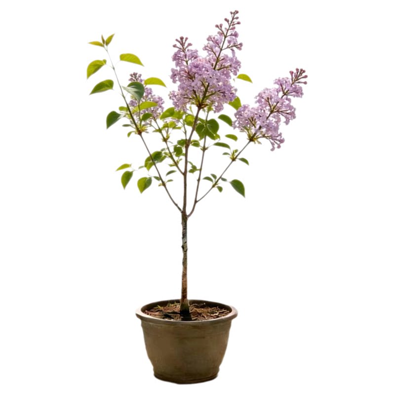 庭院别墅耐寒开花植物丁香花苗