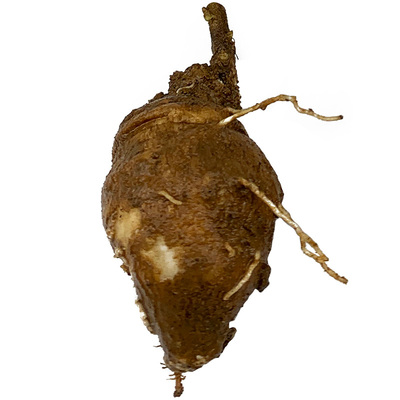 南北党参，都有活苗！