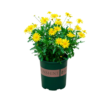 沐春菊盆栽带花苞阳台植物