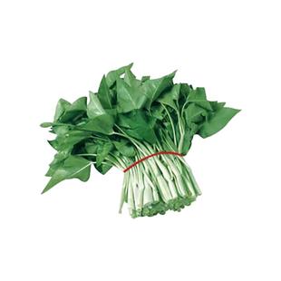 蔬菜种子大叶香菜四季小香葱播阳台盆栽种植辣椒番茄秋种籽子大全