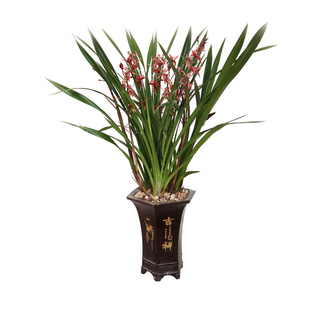 大红花苞刘阁兰花苗墨兰报岁兰 紫元素 冬带浓香花苞出售花卉盆栽