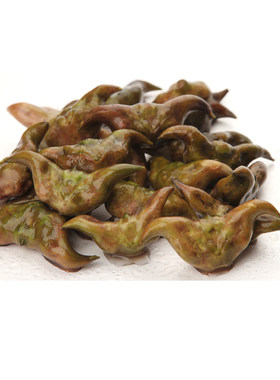 湖北新鲜老菱角新鲜菱角黑色菱角水生莲角粉糯香甜现摘现发顺丰