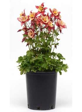 逸棵耧斗菜花苗阳台庭院春季开花