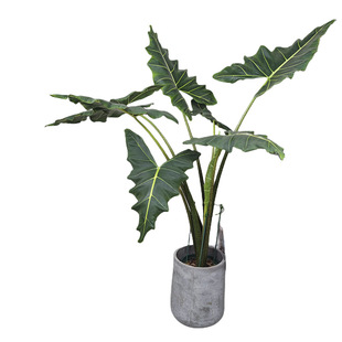 萨利安海芋斑马天鹅绒粉龙箭叶牛奶芋米奇幻视象耳芋沃森大型海芋