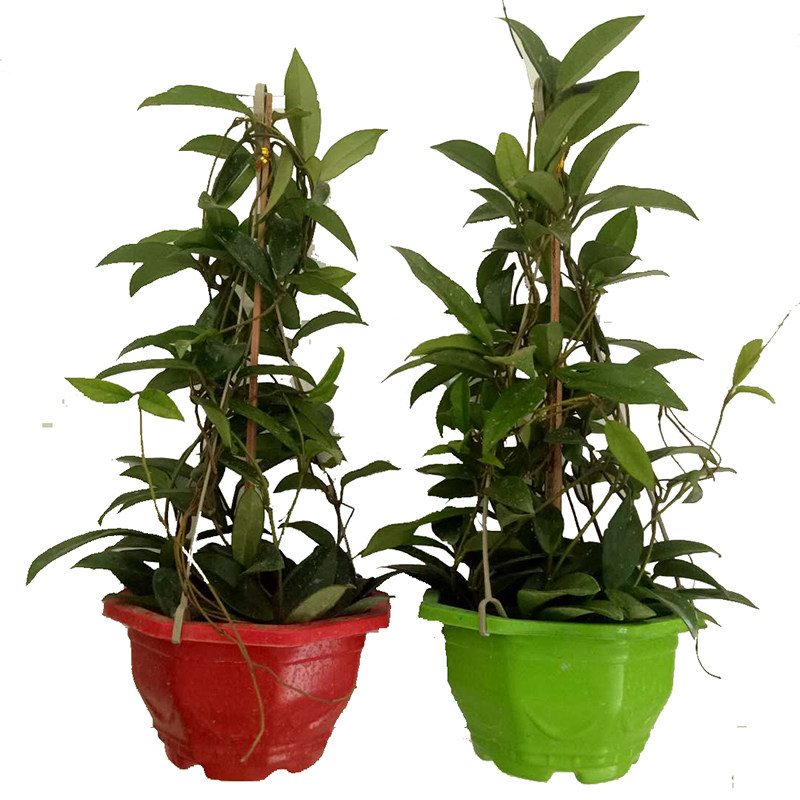 球兰盆栽带花大苗包邮当年开花卉室内爬藤绿叶喜阴植物吊兰卷心形