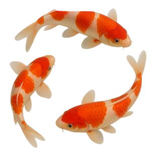 红白锦鲤鱼观赏鱼活体鱼好养耐活冷水鱼淡水小型金鱼鱼苗黄金纯种