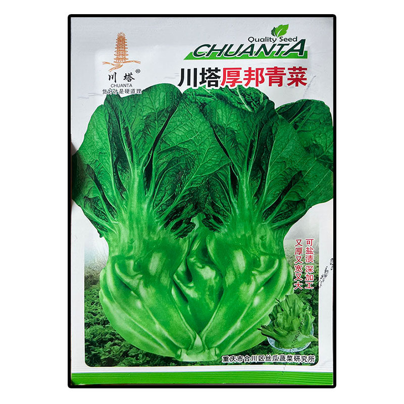 川塔厚邦青菜芥菜别名盖菜芥挂菜酸菜青菜泡菜蔬菜种子孑籽大田