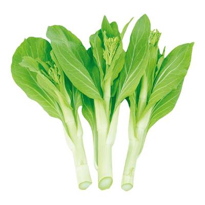 种子苔菜四季白菜苔四季