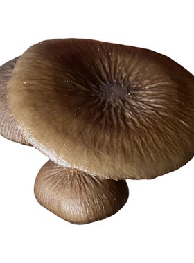 【现货】新鲜茶树菇现采现发