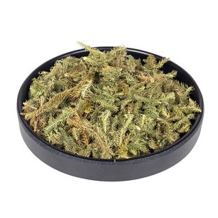 伸筋草500g舒筋草野生中药材伸筋草药用泡脚远志益智仁包邮