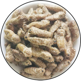 500克雄蚕蛾未排泄晚蚕蛾原蚕蛾子蚕蛹雄蚕蛾酒新货干净未交未尾