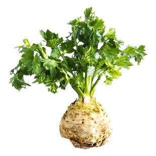 比久根芹种子跟芹菜种籽食用芹菜块芹菜根苗四季播蔬菜苗孑根球