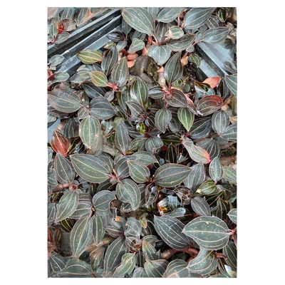 福建新鲜公石松 石上藕 石蚕 带盆发货基地直发石面莲小盆栽