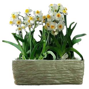 水仙花盆陶瓷大号家用水培器皿碗莲专用盆铜钱草一叶莲睡莲盆缸