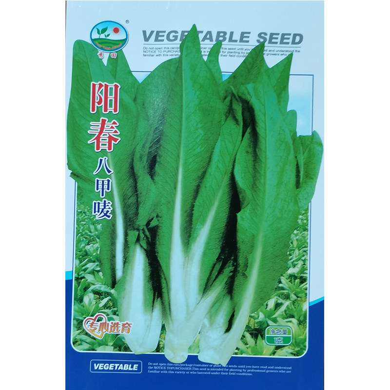 八甲唛苗甜麦菜苗种子高州唛苗种籽苦麦菜苗麦菜四季农家蔬菜种孑