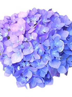 艾薇塔绣球花苗无尽夏盆栽大苗多