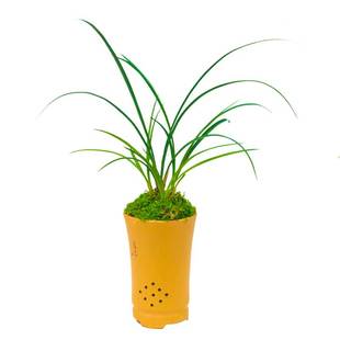 春兰四大天王龙字兰花盆栽植物名贵带花苞兰草花大众国兰老八种