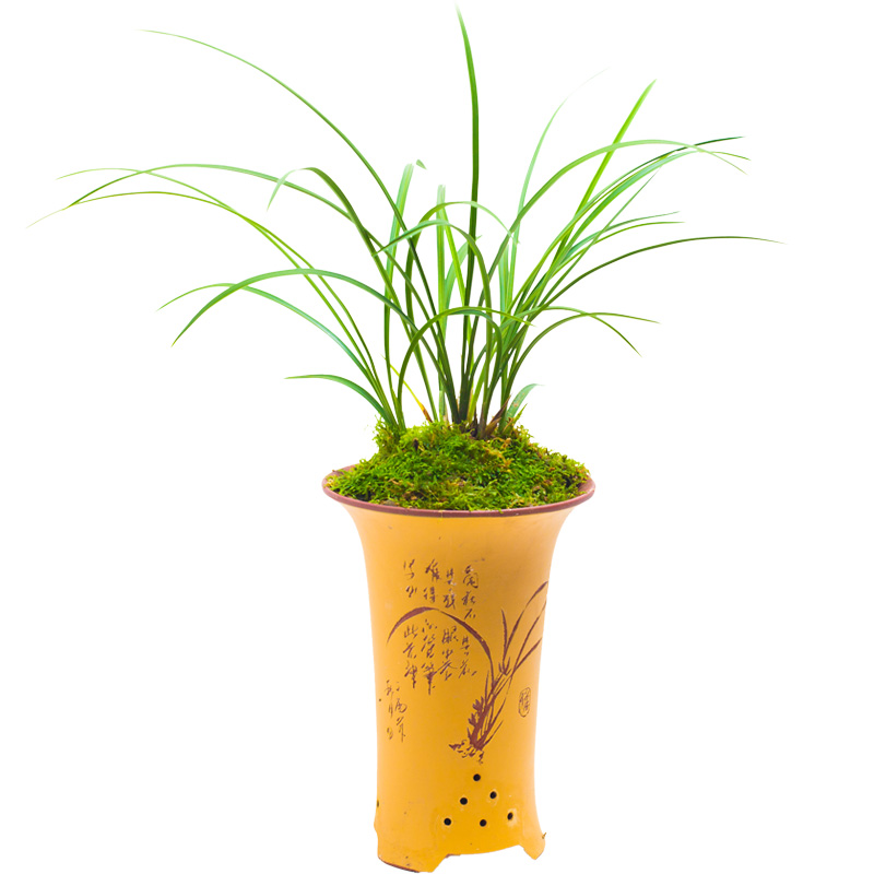 兰花苗春兰四喜蝶名贵兰花盆栽植物浓香型带花苞室内好养细叶奇花